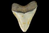 Fossil Megalodon Tooth - North Carolina #124683-2